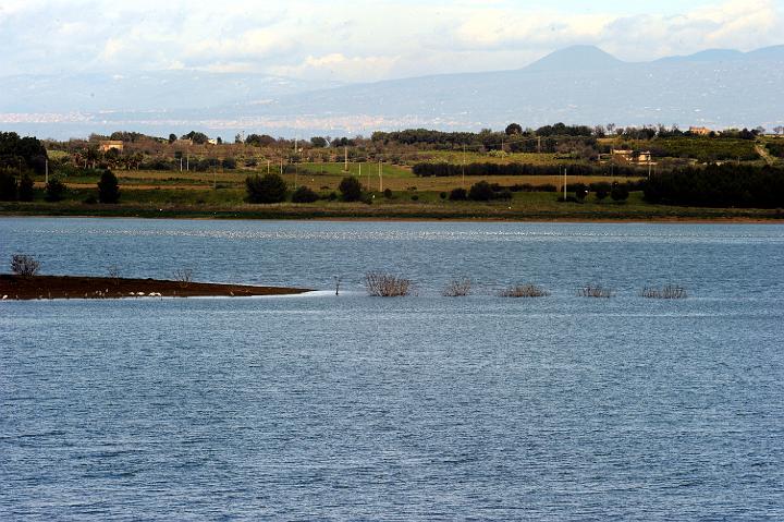 Biviere di Lentini 23.1.2011 (128).jpg